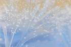 USA, Washington State, Seabeck. Etched glass detail. Art Print